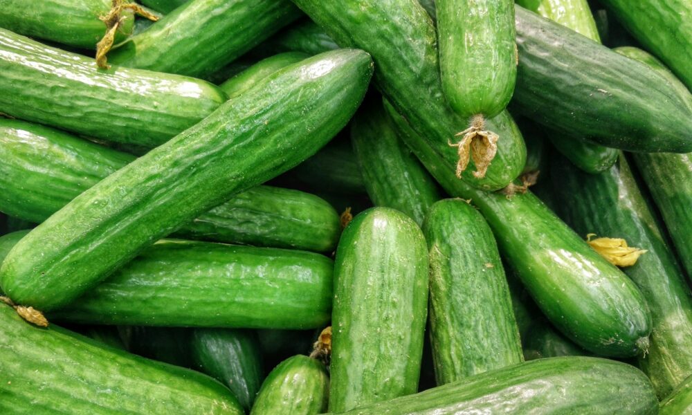 Cucumber Recall Hits 31 States as Hundreds Fall Ill from Salmonella