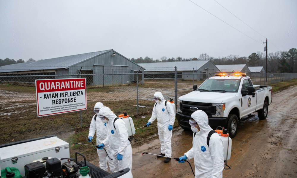 Rising Bird Flu Hits Georgia Chicken Farm