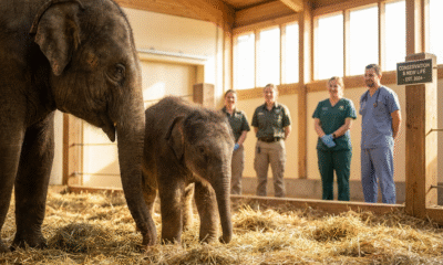 Newborn Elephant Steps Out At National Zoo