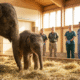 Newborn Elephant Steps Out At National Zoo